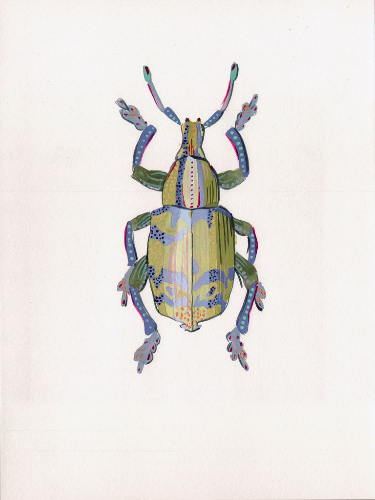 Eupholus Beetle 1 - Little Bugs Collection