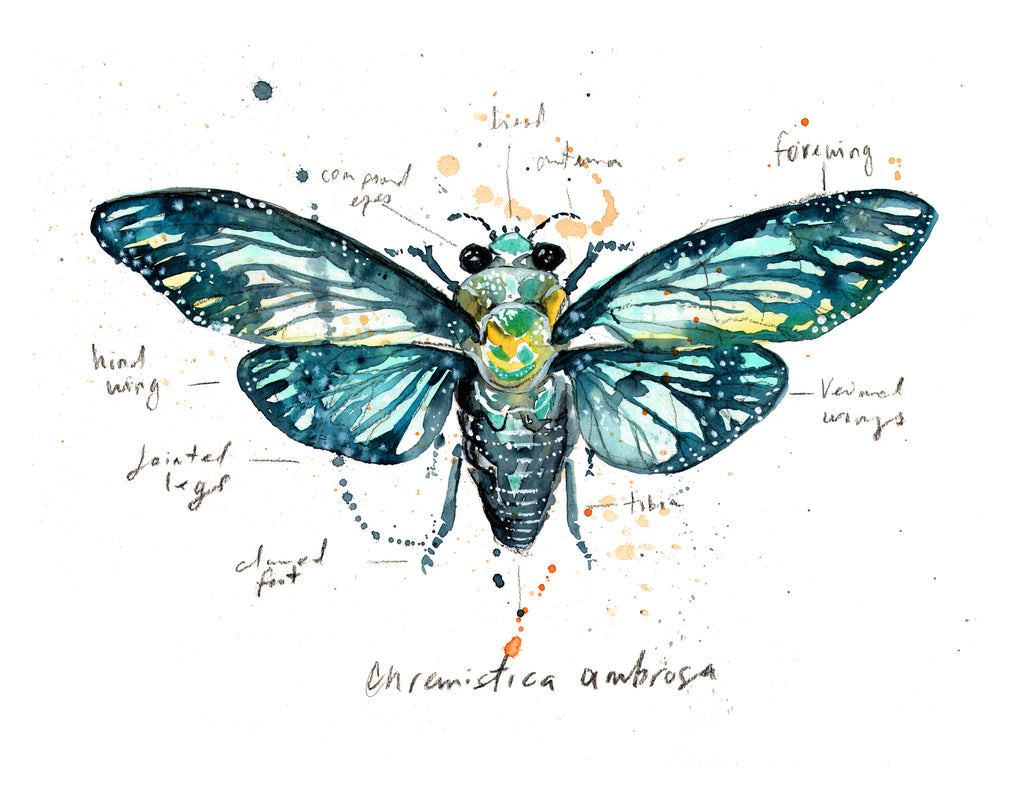 Cicada - Morphology Collection