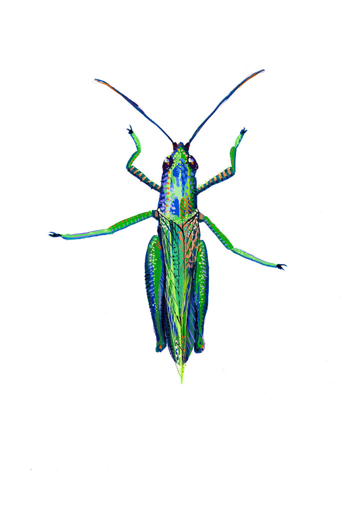 Short Horned Grasshopper 4 - Little Bugs Collection