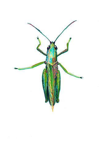 Short Horned Grasshopper - Little Bugs Collection