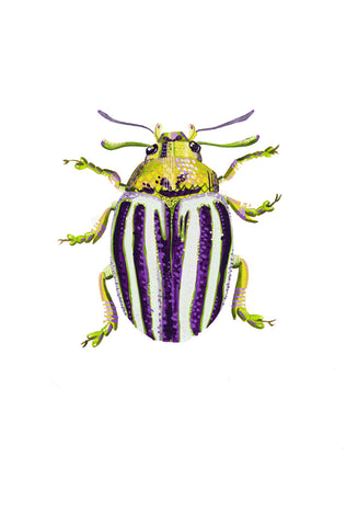 Colorado Potato Beetle 4 - Little Bugs Collection
