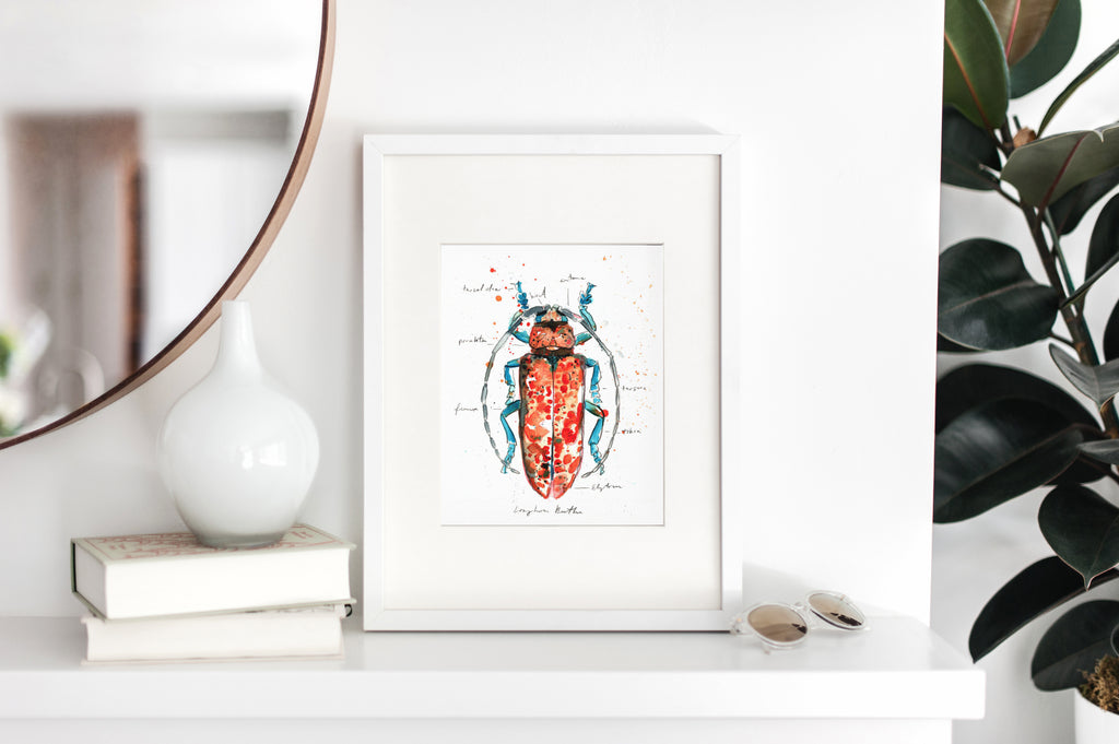 Longhorn Beetle - Morphology Collection