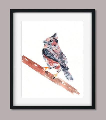 Purple Finch - Aviary Collection