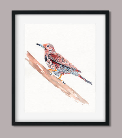 Spotted Woodpecker - Aviary Collection